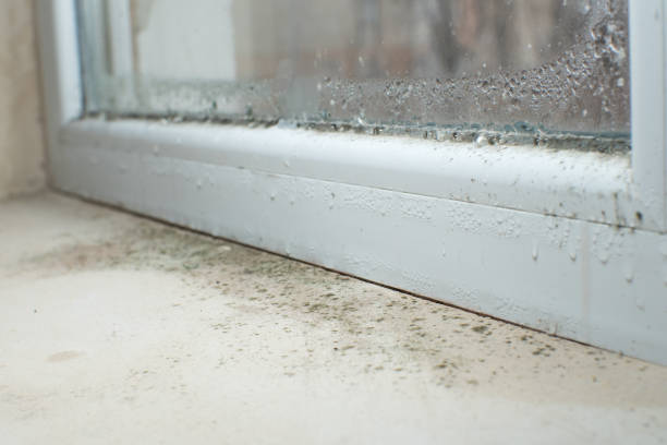  Mount Holly Springs, PA Mold Removal Pros